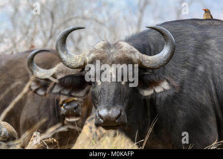 Close up ritratto di un bufalo Africano ( Syncerus caffer) nel Parco Nazionale di Kruger, Sud Africa Foto Stock