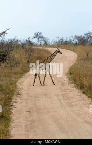 South African giraffe o Cape giraffe (Giraffa camelopardalis giraffa) passeggiate nel Parco Nazionale di Kruger, Sud Africa Foto Stock