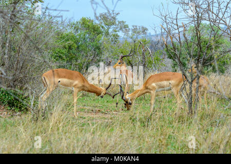 Due giovani impala maschio (Aepyceros melampus) pratica solchi nella parte anteriore del maschio alfa della mandria nel Parco Nazionale di Kruger, Sud Africa Foto Stock