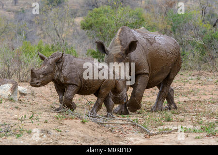 Rinoceronte bianco il bambino e la madre (Ceratotherium simum) coperto di fango a seguito di un bagno di fango nel Parco Nazionale di Kruger, Sud Africa Foto Stock