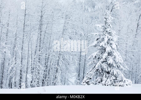 Un singolo albero di abete rosso coperto di neve fresca sorge di fronte ad una foresta di alberi di betulla ricoperta di neve bianca, Passo Turnagain, Penisola di Kenai, Sud-c... Foto Stock