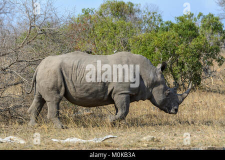 Rinoceronte bianco o piazza a labbro rinoceronte (Ceratotherium simum) passeggiate attraverso la boccola nel Parco Nazionale di Kruger, Sud Africa Foto Stock