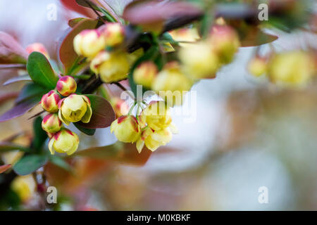 Berberis Ilicifolia. Il ramo di una fioritura di barberry . fiori gialli (barberries) sulla boccola. Ape su un fiore Foto Stock