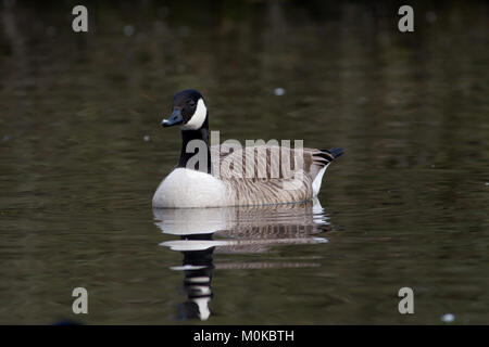 Canada Goose, Branta canadensis, singolo adulto NEL REGNO UNITO, nuoto su stagno Foto Stock