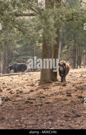 Shorthorned bull su una farm. Foto Stock