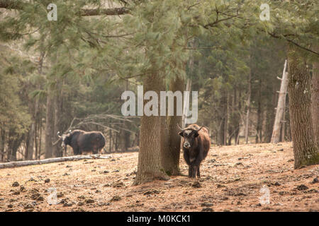 Shorthorned bull su una farm. Foto Stock