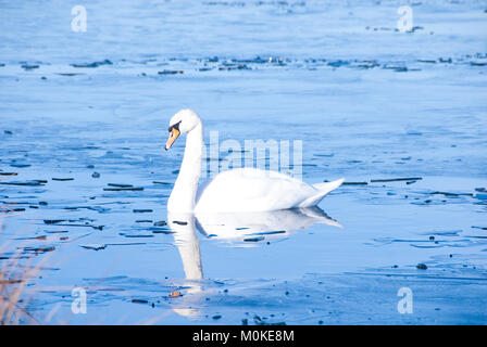 Una solitaria del cigno sul lago ghiacciato: uccelli acquatici possono lottare come freddo inverno temperature causano l'acqua congeli oltre, Sheffield Regno Unito 2015 Foto Stock