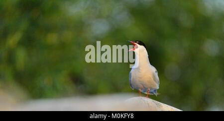 Closeup Ritratto di gridare Common Tern (Sterna hirundo). Adulto tern comune sull'erba verde dello sfondo. Foto Stock