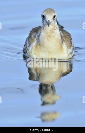 Close up ritratto di bambini a testa nera (gabbiano Chroicocephalus ridibundus) (Larus ridibundus ) su acqua blu Foto Stock