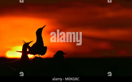 Silhouette di sterne comuni (Sterna hirundo) sul tramonto rosso sfondo . stagione estiva Foto Stock