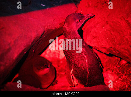 Immagine notturna di ' piccoli pinguini ' o ' Fata pinguini ' come emergono dal mare e viaggio per i loro nidi su una costa rocciosa per la notte. Foto Stock