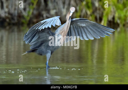 Piccolo airone cenerino (Egretta caerulea) pesca, va in acqua sul verde sfondo naturale, Cuba Foto Stock