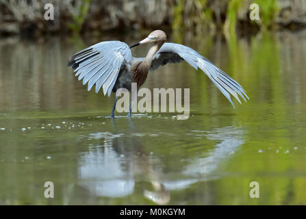 Piccolo airone cenerino (Egretta caerulea) pesca, va in acqua sul verde sfondo naturale, Cuba Foto Stock