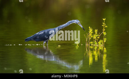 Adulto piccolo airone cenerino (Egretta caerulea) pesca, va in acqua sul verde sfondo naturale, Cuba Foto Stock