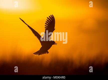 Un volo con testa nera gabbiano, guarda un po' come un angelo. Retroilluminazione. Unico gabbiano volare sullo sfondo di giallo tramonto Cielo. A testa nera Gabbiano Foto Stock