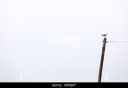 Un gabbiano permanente sulla sommità di un palo utility Foto Stock