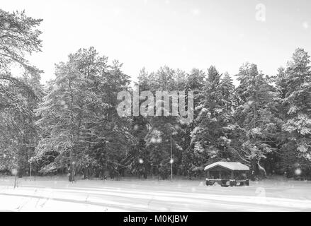 Monocromatico gazebo in legno nella foresta in inverno giornata di sole Foto Stock