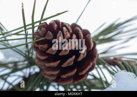 23 Jan 2018 una pigna (cono di conifere) di mattina in un giorno di neve. Foto Stock