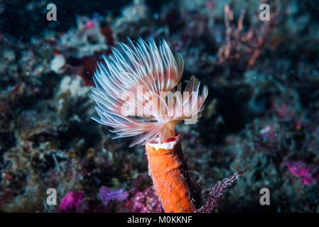 Feather Duster worm (Protula bispiralis Savigny, 1822) opning le sue piume. Foto Stock