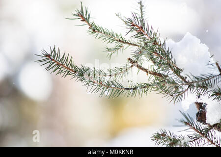 23 gennaio 2018 Foglie di abete rosso (Picea abies) ricoperta di neve e caduta di acqua Foto Stock