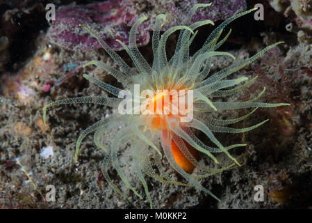 Dendrophullia sp. diffondere i suoi tentacoli. Foto Stock