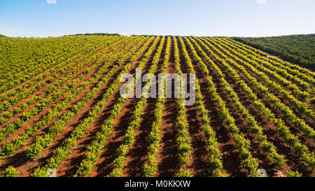 Alberi di arancio plantation a maggio in Portogallo, Algarve vista aerea Foto Stock