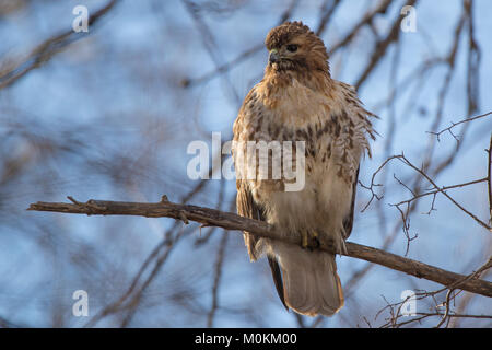 Un rosso-tailed hawk posatoi su un ramo lungo il lato del fiume Quinnipiac tidal marsh in North Haven. Foto Stock