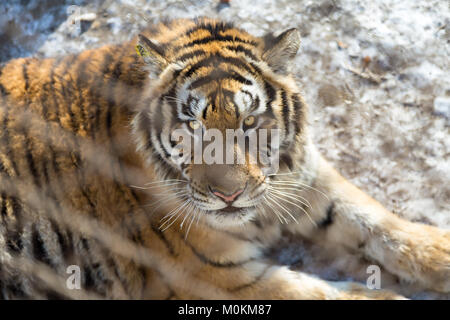 Il bellissimo aspetto di una tigre dietro il recinto nel Parco della Tigre Siberiana, Harbin, Cina Foto Stock