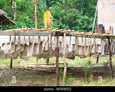 La gomma grezza fogli lasciati asciugare in una piantagione nella regione di Tanintharyi di Myanmar. Foto Stock