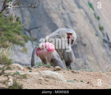 I babbuini nelle montagne del sud ovest di Arabia, in un giorno nuvoloso Foto Stock