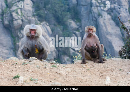 I babbuini nelle montagne del sud ovest di Arabia, in un giorno nuvoloso Foto Stock