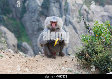 I babbuini nelle montagne del sud ovest di Arabia, in un giorno nuvoloso Foto Stock