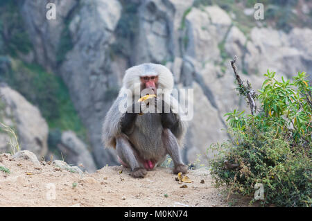 I babbuini nelle montagne del sud ovest di Arabia, in un giorno nuvoloso Foto Stock