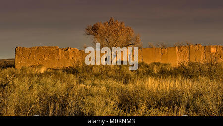 Pioppi neri americani albero su ruderi di truppa quarti di sunrise a Fort Selden membro Monumento di Mesilla Valley vicino a Radium Springs, Nuovo Messico, STATI UNITI D'AMERICA Foto Stock