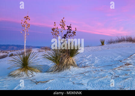 Soaptree yuccas su dune di gesso all'alba nel White Sands National Park, New Mexico, Stati Uniti Foto Stock