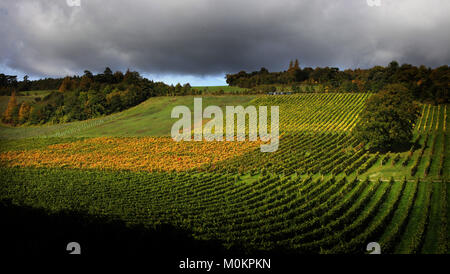 Denbies Wine Estate in autunno vicino a Dorking Surrey, Inghilterra, Gran Bretagna Foto Stock