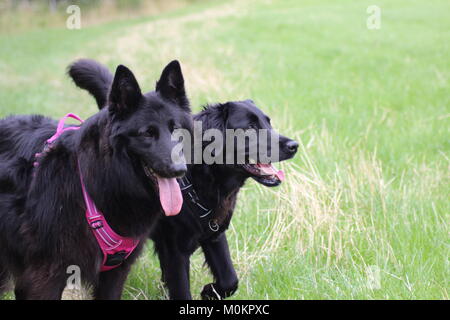 Hollie e Toby estate a piedi salvato pastore belga e Flat Coat retriever Foto Stock