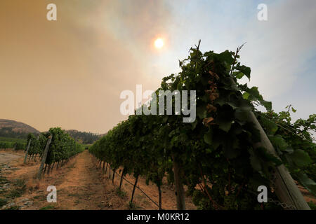 Wild incendio fumo sopra il Cedar Creek Winery, West Kelowna, Okanagan Valley, British Columbia, Canada Foto Stock