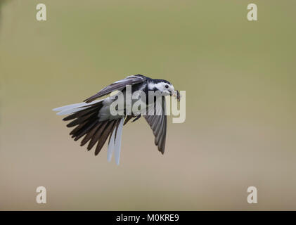 Pied Wagtail - Motacilla alba, in volo contro uno sfondo semplice, la cattura di mosche Foto Stock