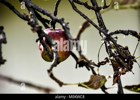 Creepy Apple Foto Stock