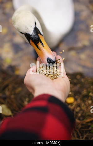 Uomo che indossa un controllato plaid coat alimentando un cigno con la sua mano sinistra. Foto Stock