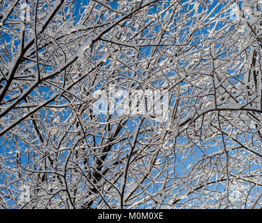 Rami di alberi coperti di neve contro il cielo blu. Giorno d'inverno. Il bel tempo. Foto Stock