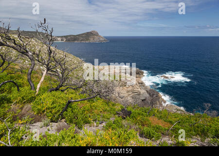 Il paesaggio costiero intorno le soffiature, Albany, Australia occidentale Foto Stock