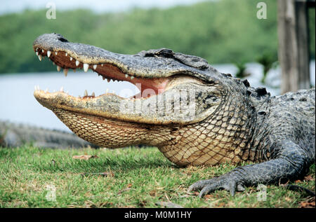 Il coccodrillo americano, Everglades National Park, Florida, Stati Uniti d'America / (Alligator mississippiensis) | Mississippi-Alligator, Everglades Nationalpark, Florida Foto Stock