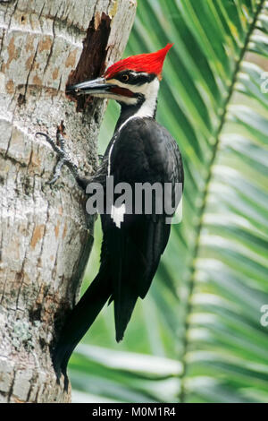 Picchio Pileated, maschio, Sanibel Island, Florida, Stati Uniti d'America / (Dryocopus pileatus) | Helmspecht, maennlich, Sanibel Island, Florida, Stati Uniti d'America Foto Stock