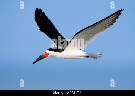 Skimmer nero, Sanibel Island, Florida, Stati Uniti d'America / (Rynchops niger) | Schwarzmantel-Scherenschnabel, Sanibel Island, Florida, Stati Uniti d'America Foto Stock