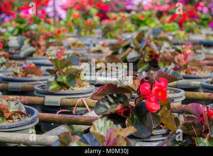 Red begonia fiore in giornata soleggiata con una copia dello spazio e la sfocatura dello sfondo. Begonia fiore nel recipiente in plastica presso il vivaio. Foto Stock