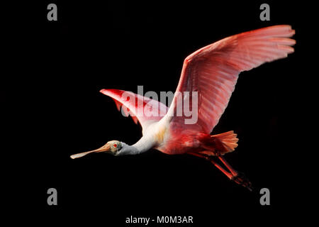 Roseate Spoonbill, Sanibel Island, Florida, Stati Uniti d'America / (Platalea ajaja, Ajaja ajaja) | Rosaloeffler, Sanibel Island, Florida, Stati Uniti d'America Foto Stock