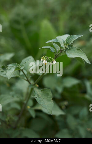 Solanum nigrum Foto Stock