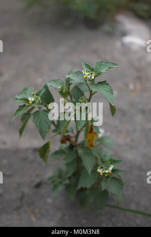 Solanum nigrum Foto Stock